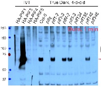 PIF3 | Phytochrome interacting factor 3 (goat antibody) in the group Antibodies Plant/Algal  / DNA/RNA/Cell Cycle / Transcription regulation at Agrisera AB (Antibodies for research) (AS16 3954)